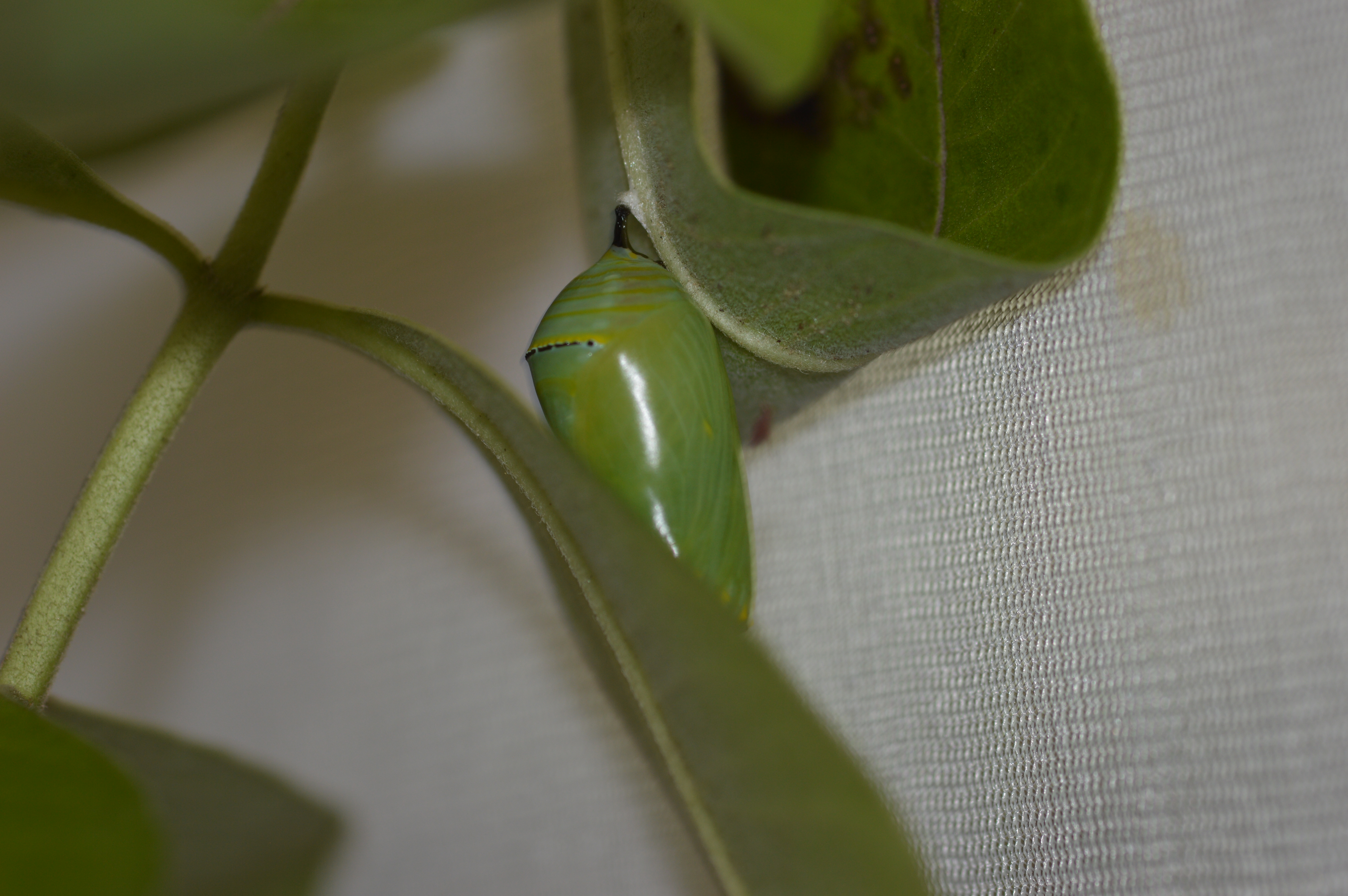 Nymphalidae