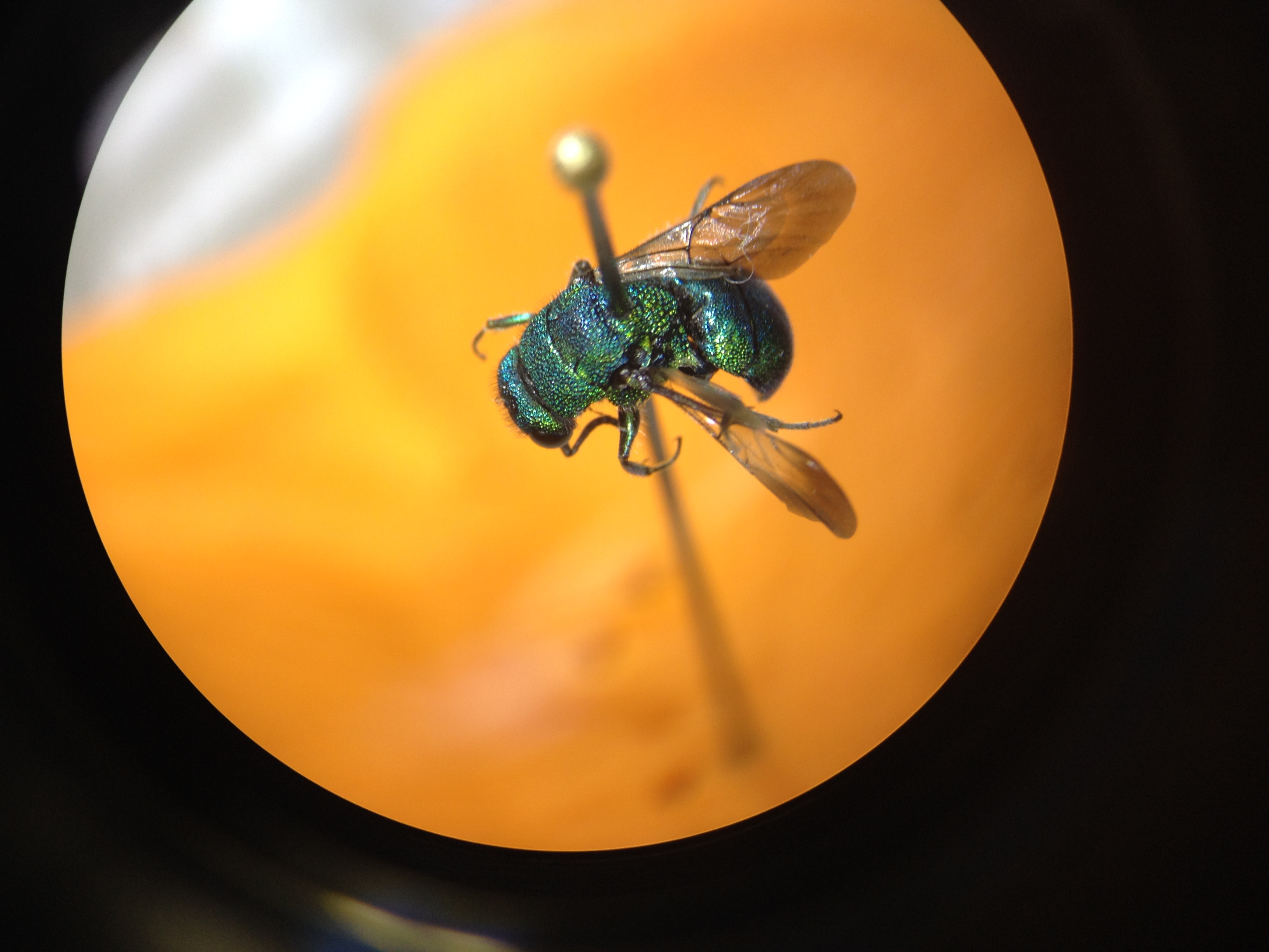 Chrysididae