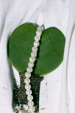 EROTIC FLOWERS (2 av 7)