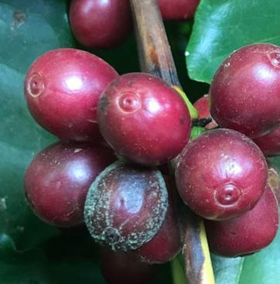 Figura de um grão de café começando virar passas e o fungo colonizando