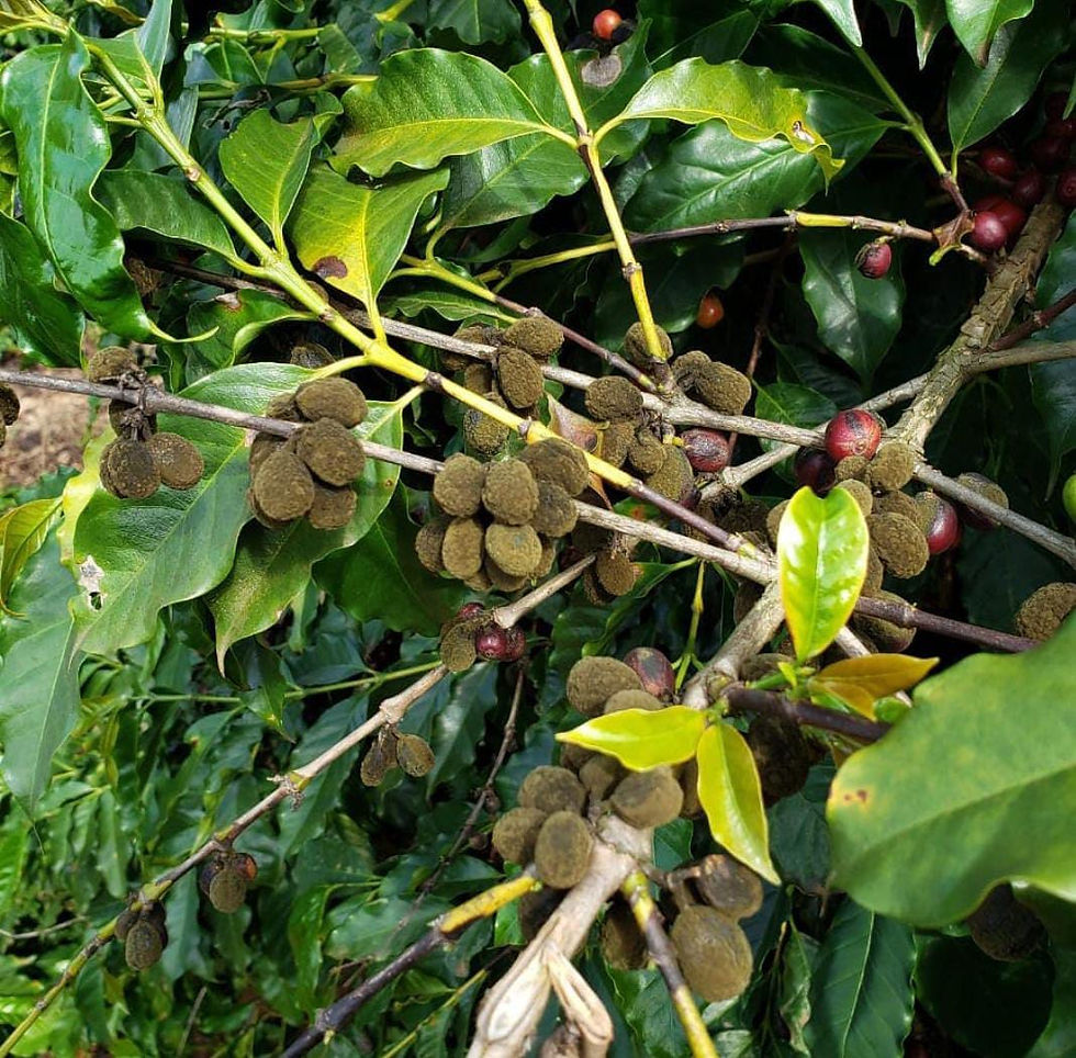 Lavoura com os grão secos colonizados pelo cladosporium / Maccafe