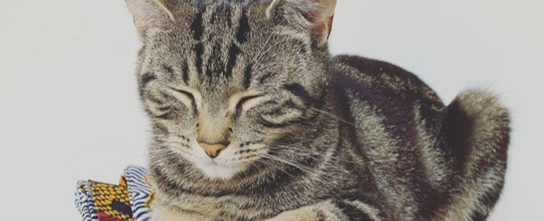 cat_edited.jpg