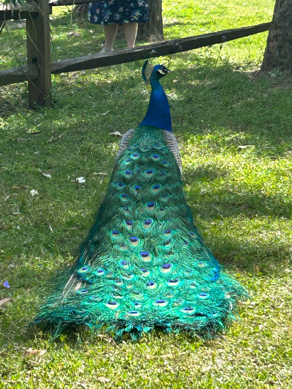 ree