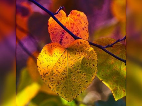 Si Octobre m'était conté, alors peut-être saurai-je à quel point il peut compter...