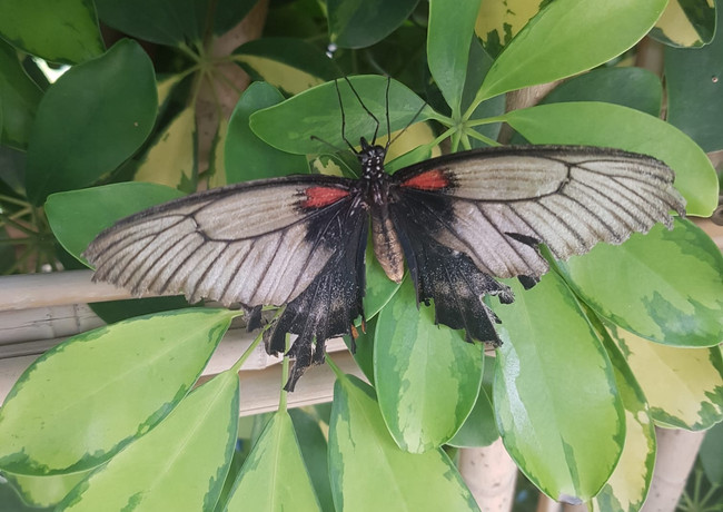 Mariposario de Níjar · Almería.