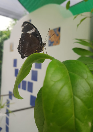 "La mariposa es como la felicidad, si la persigues está fuera de tu alcance, pero si te sientas y la esperas, se posará sobre ti".