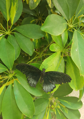 "La mariposa es como la felicidad, si la persigues está fuera de tu alcance, pero si te sientas y la esperas, se posará sobre ti".