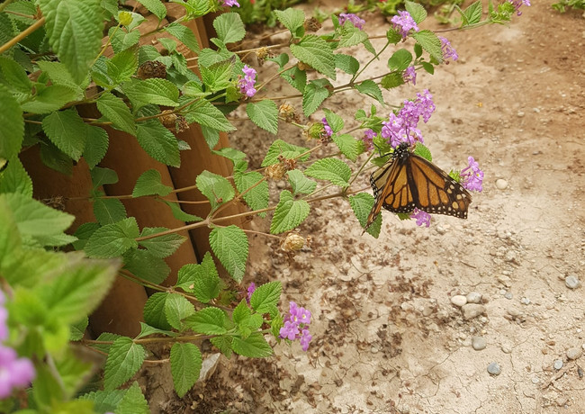 Un lugar para las personas amantes de la naturaleza en medio de centenares de flores, plantas y árboles... caminos y fuentes.