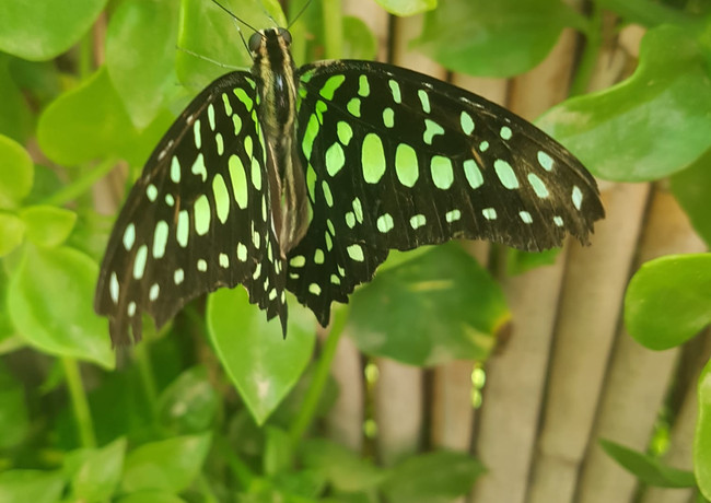 Mariposario de Níjar · Almería