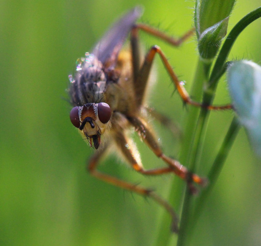 fly.jpg