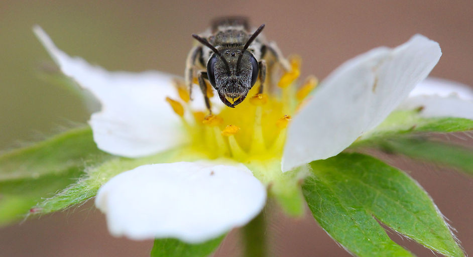 bee2.jpg