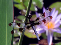 Dragonfly With Purple Lotus Behind