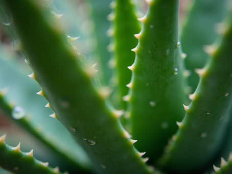 Top Medicinal Plants and Their Health Benefits