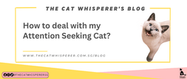 How to deal with my Attention Seeking Cat?