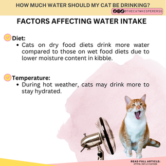 How Much Water Should My Cat be Drinking?
