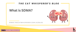 What is SDMA (Kidney Disease)?