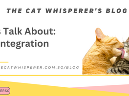 Let's Talk About: Cat Integration