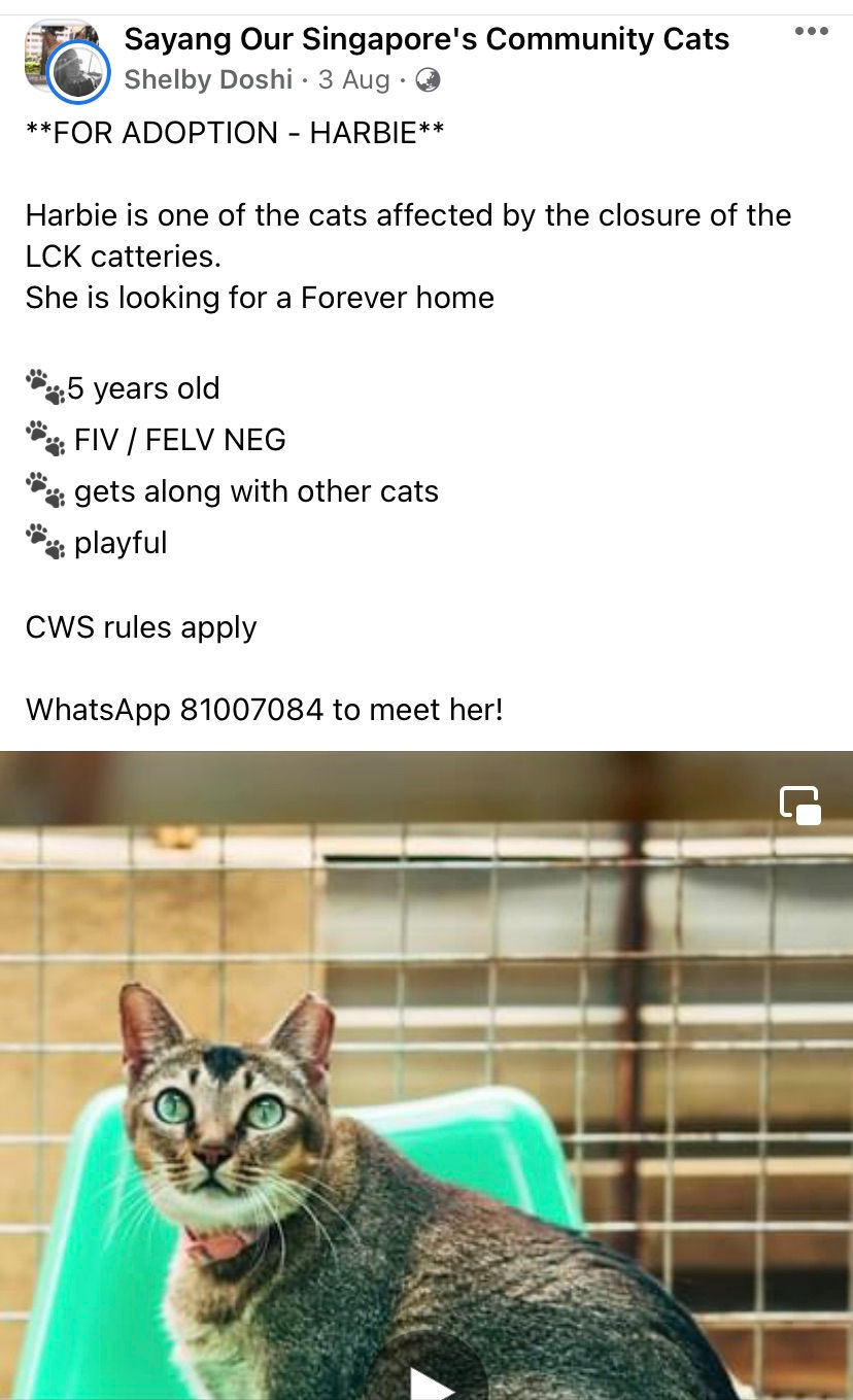 How to Rehome a Cat? Tips to rehome or put a rescue cat up for adoption