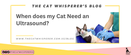 When does my Cat Need an Ultrasound?