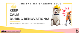 How to Keep Your Cats Calm During Renovations
