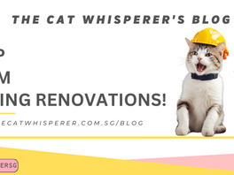 How to Keep Your Cats Calm During Renovations