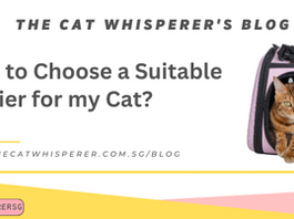 How to Choose a Suitable Carrier for my Cat?