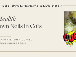 Ingrown Nails in Cats