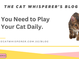 Why You Need to Play with Your Cat Daily