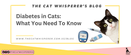 Diabetes In Cats