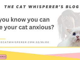Did you know you can make your cat anxious?