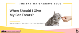 When Should I Give My Cat Treats?