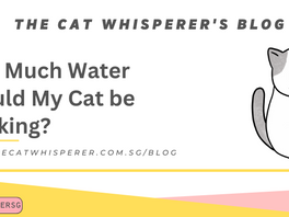 How Much Water Should My Cat be Drinking?