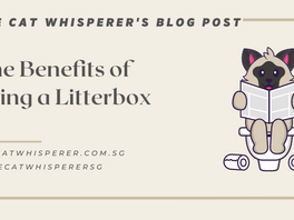 The Benefits of Using a Litterbox