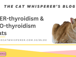 Hyperthyroidism and Hypothyroidism in Cats