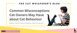Common Misconceptions Cat Owners May Have about Cat Behaviour