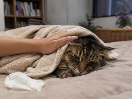 Kenapa Kucing Tidak Mau Makan: 12 Penyebab Medis