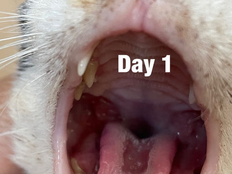 From Severe Mouth Ulcers to Eating Again in 7 Days: A CaliciX (EIDD-1931) FCV Recovery Story