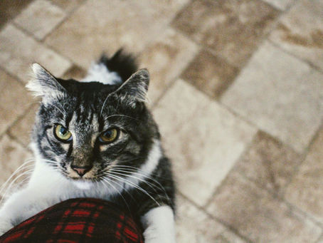 FIP Treatment in the Philippines: Fast Delivery, Free Consultation & High Success Rate