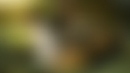 penyakit kuning kucing