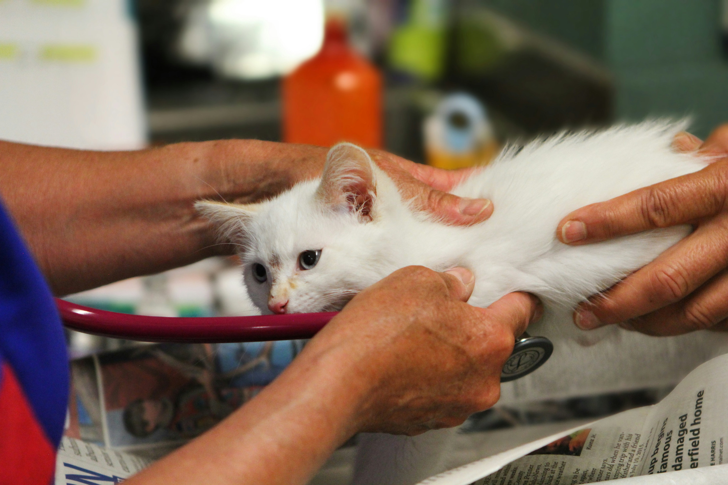 Cat Kidney Disease (CKD) Guide: Symptoms, Causes & Treatment - Feline Chronic Kidney Disease Symptoms