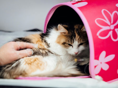 고양이 FIP 치료