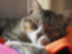 A Practical Guide for Cat Owners