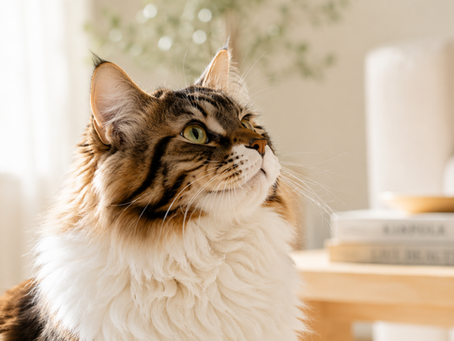 Apa Obat FIP Kucing yang Paling Ampuh? Panduan Lengkap