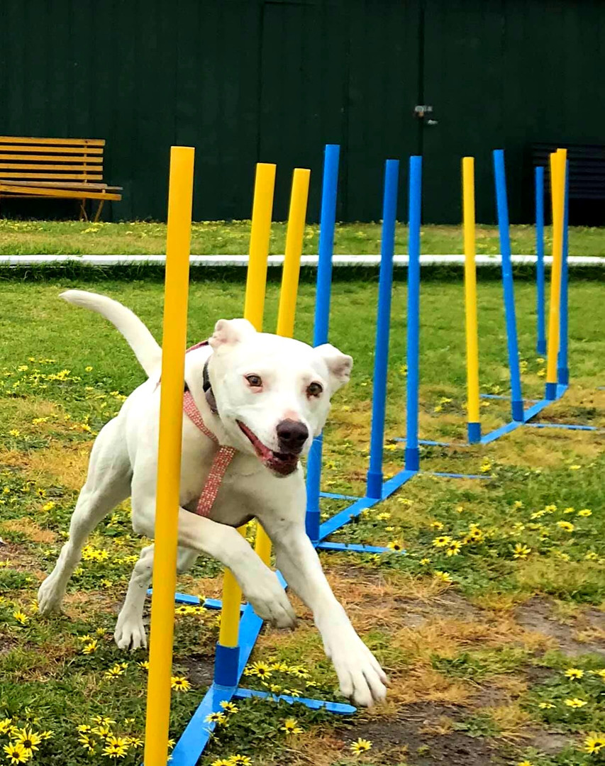K9 Agility