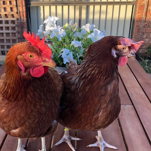 Rosie's Hospice of Compassion. Chicken rescue in Melbourne, Australia