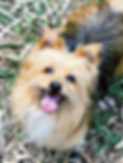 Planet K9 Dog Training Home_edited.png
