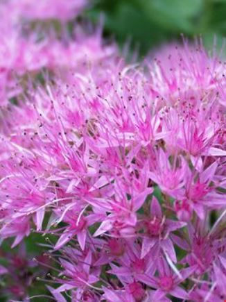 Sedum 'Brilliant'