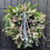 Thumbnail: Totally Nordic Wreath