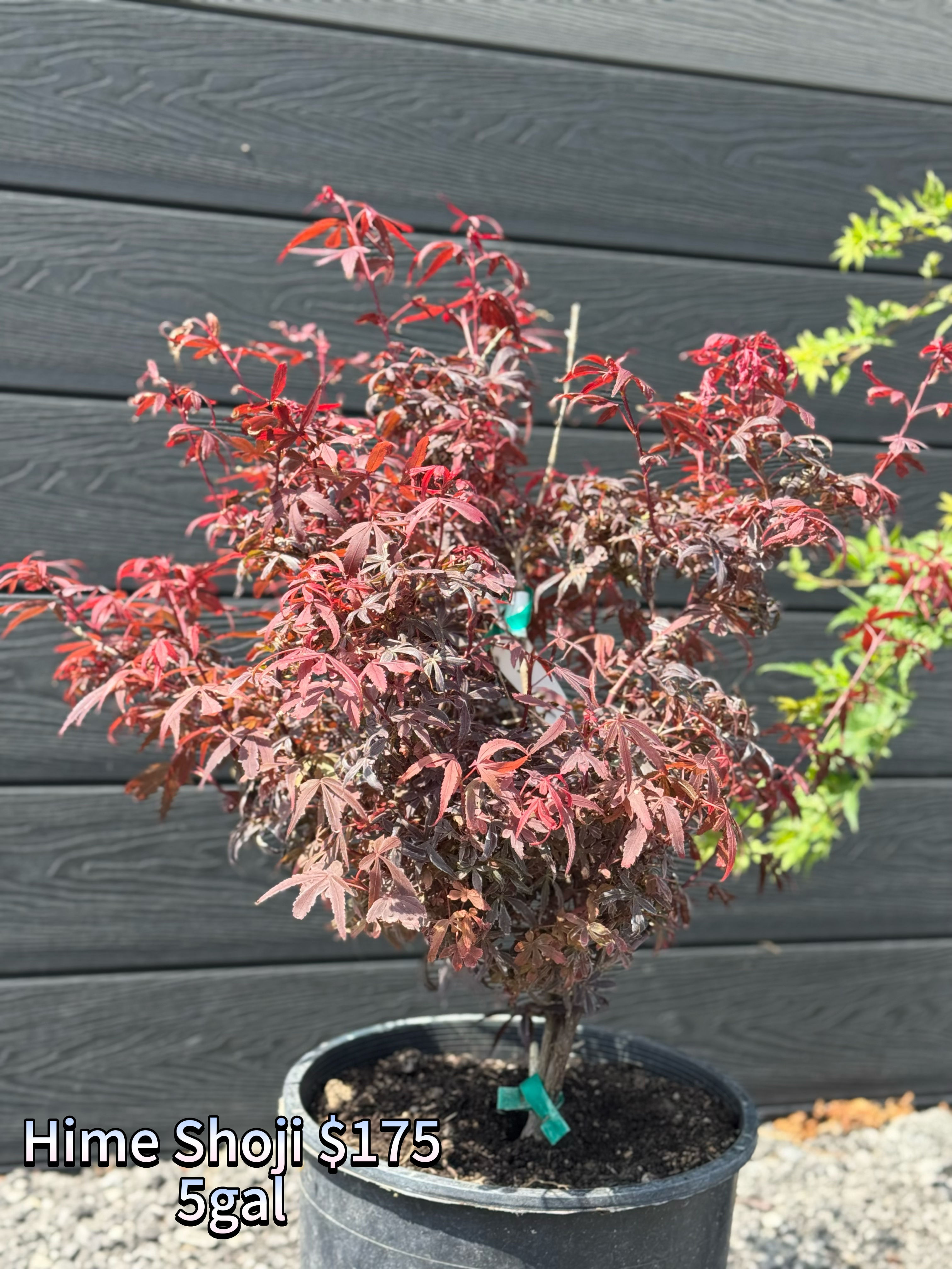 Acer Palmatum 'Hime shojo'
