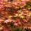 Thumbnail: Acer Palmatum 'Shindeshojo'